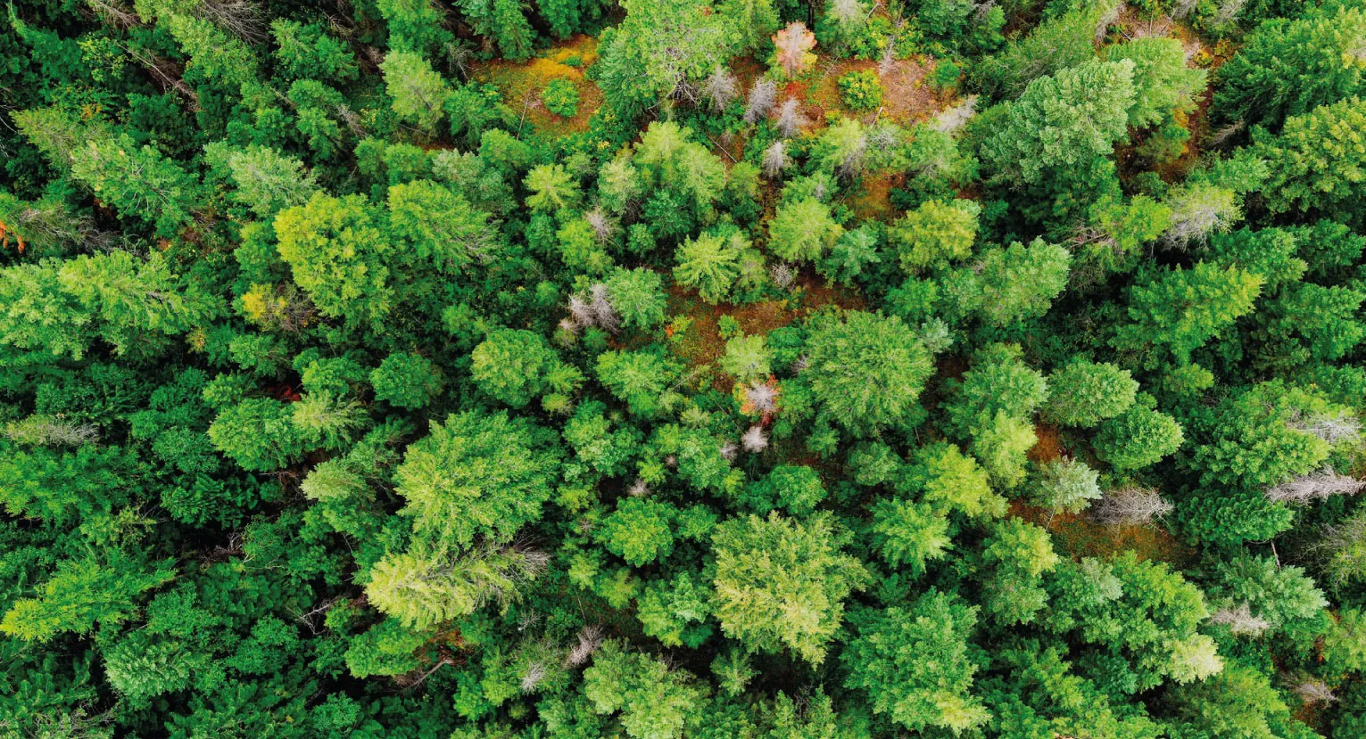 Flygbild över svensk barrskog.